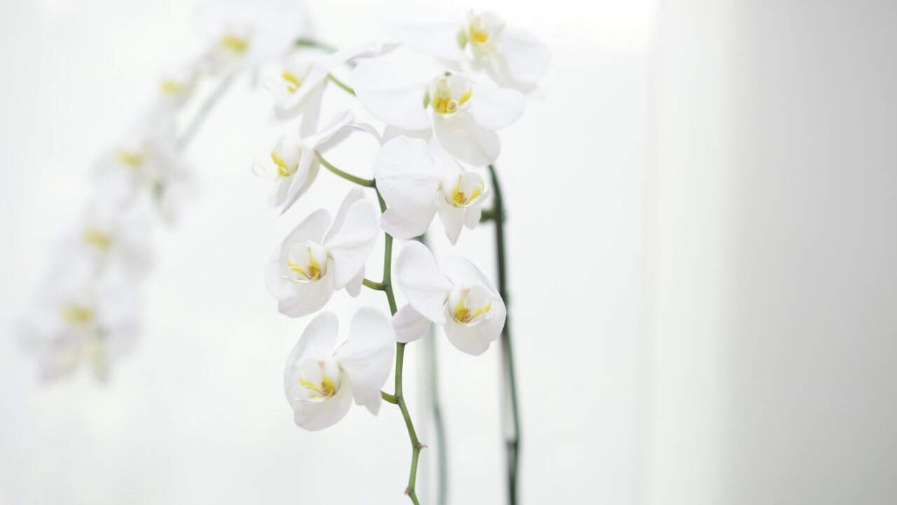 Natural Healing - state-of-the-art medical facility at Healers Clinic Dubai